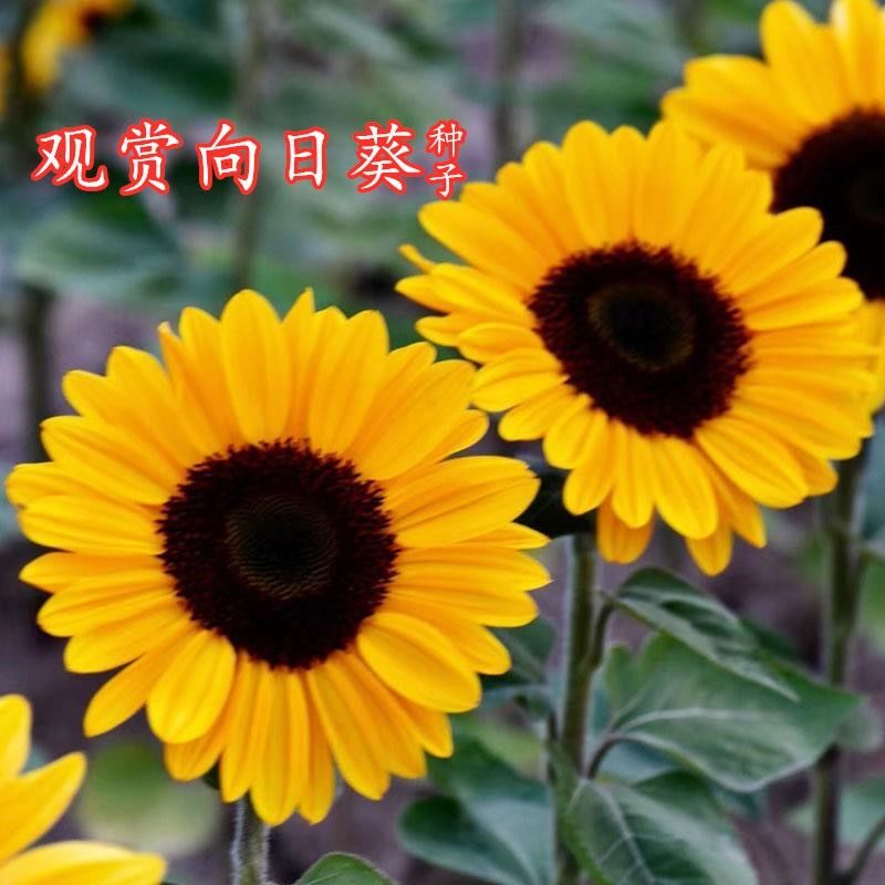 观赏向日葵种子太阳花种葵花籽易活庭院室内外盆栽阳台花卉植物种