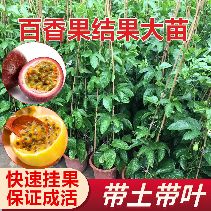 广东百香果苗紫香黄金鸡蛋果大苗