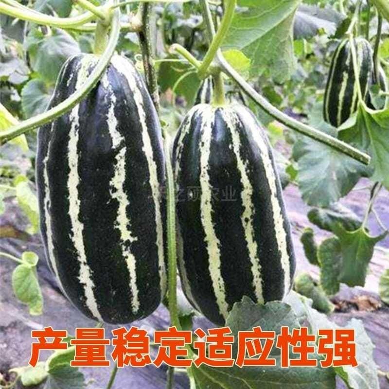 博洋9号甜瓜种子 正品博洋九号羊角蜜种甜王早熟高甜酥脆抗病香瓜