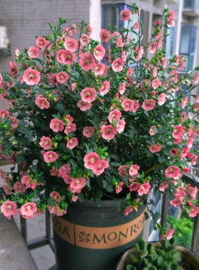 Small Hibiscus Potted Four Seasons Flowering Candy Material