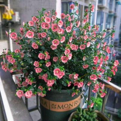 Small Hibiscus Potted Four Seasons Flowering Candy Material