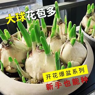 Double petaled narcissus flowers, bulbs, water fed potted