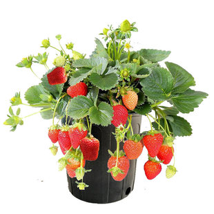 16元 花盆子栽 2盆草莓四栽奶油阳台种庭院室内外四季