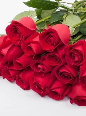 Carola Rose Seedlings, Four-Season Potted Plants