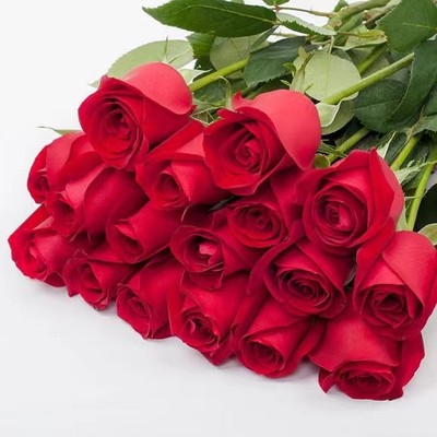 Carola Rose Seedlings, Four-Season Potted Plants