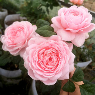 Wholesale Swedish Queen Rose Seedlings, Easy to Grow