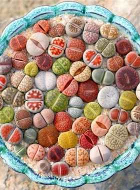 Succulent plant, stone flower, apricot family, whole pot, g