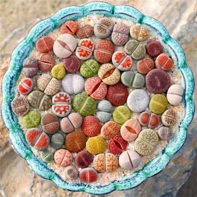 Succulent plant, stone flower, apricot family, whole pot, g