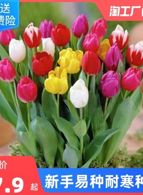 Imported tulip bulbs for year-round potted greenery