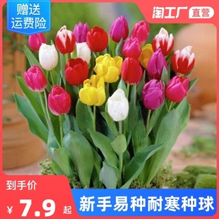 for bulbs year round greenery Imported potted tulip