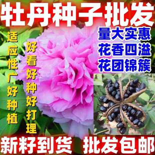 Peony Seeds (Four-Season Variety) for Sale