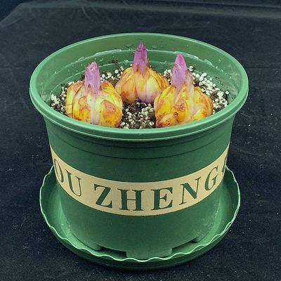 Perfume lily bulbs are planted all the year round