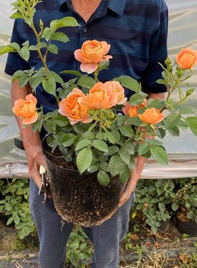 Shrubs, roses, seedlings, balcony fragrant flowers, plants,