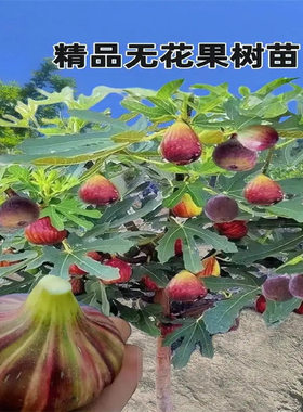 Potted fig tree seedlings, fruiting varieties: Bojohong,