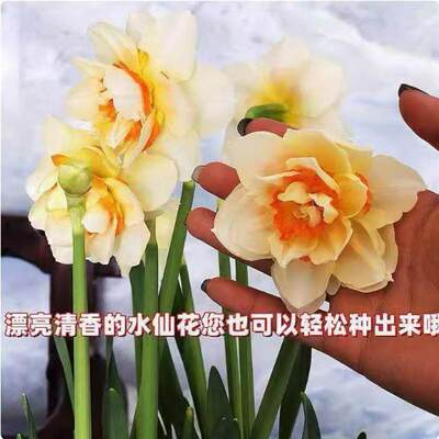 Imported narcissus bulb soil-grown hydroponic plants