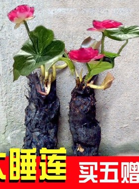5送1大睡莲荷塘池塘水池水培花水生好养苗四季花盆子啊绿色植礼物