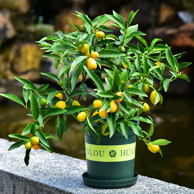 Sale of kumquat saplings for planting in all seasons