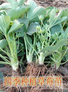 Strawberry seedlings for four-season planting: milk strawber