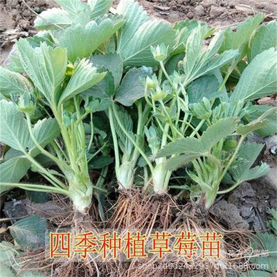 Strawberry seedlings for four-season planting: milk strawber