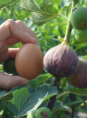 Planting fig seedlings, trees, and fruit seedlings in the b