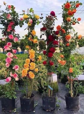 European Vine Rose Seedlings, Large Seedlings, Strong Fragr