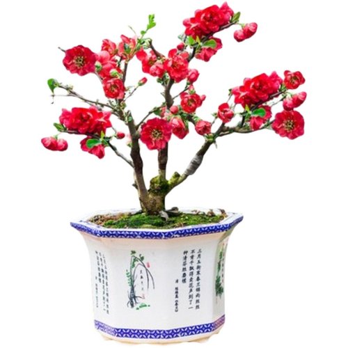 海棠花盆子栽绿色植礼物