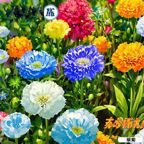 翠菊园子农场创意园艺造景绿色植四季外国籽种真花盆子栽非真