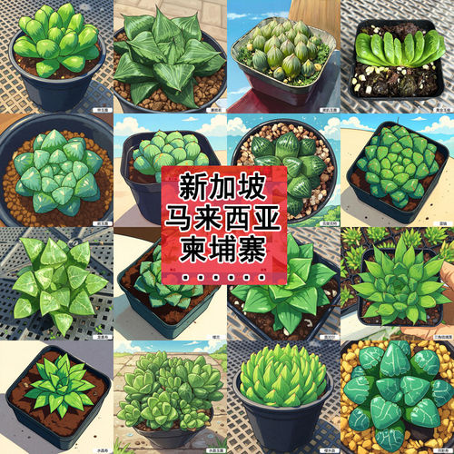 造景摆件组合盆子栽玉仙露人球掌肉多真大株外国园艺非真