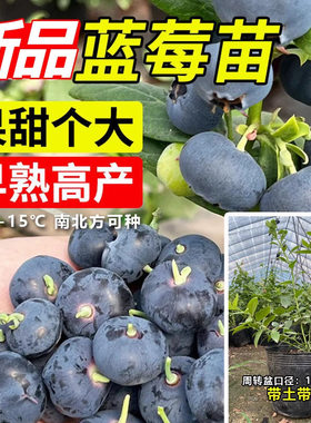 Blueberry tree seedlings with leaves, fruit hanging in the