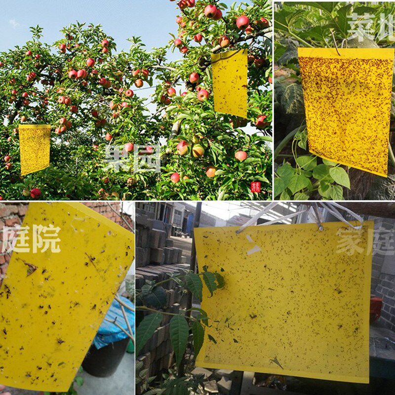 Bug Refinement Armyworm board Yellow plate yellow auxiliary Boutique gardens Vegetables greenhouse blue honeybeein the Flower delivery/Flowers simulation/Plants gardening , Gardening supplies , Other Garden Supplies  category - from Buy2taobao.com to provide professional Taobao agent buy service