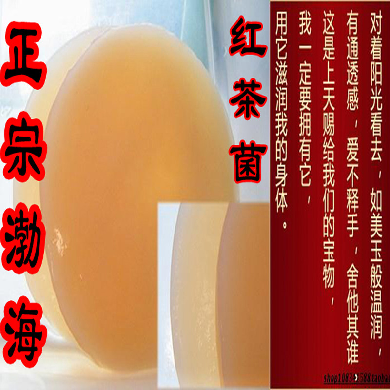 产地渤海文登红茶菌胃宝海宝太岁