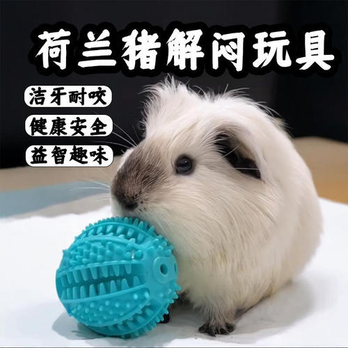 荷兰猪解闷玩具专用豚鼠磨牙认知游戏小玩具生活咀嚼益智互动用品