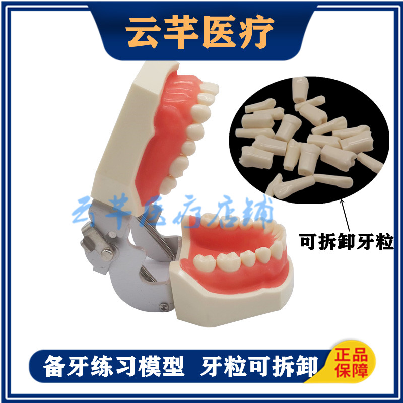 教学牙齿模型标准摸仿真树脂口腔齿科模型牙齿解剖备牙练习可拆卸