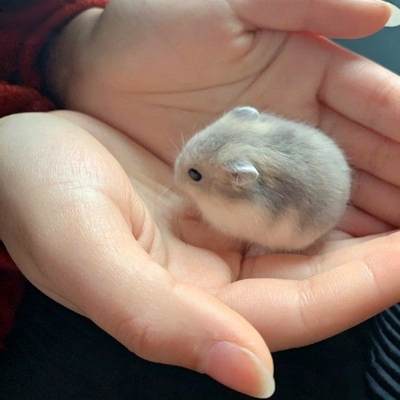 小仓鼠家养宠物活体布丁奶茶