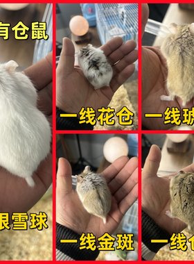 活体一线坎贝尔稀有仓鼠