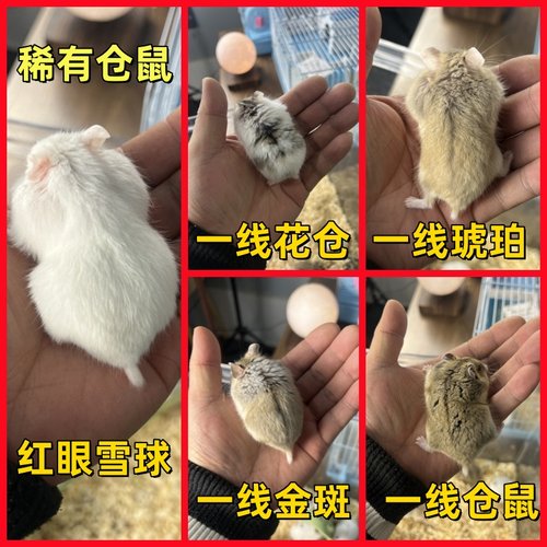活体一线坎贝尔稀有仓鼠
