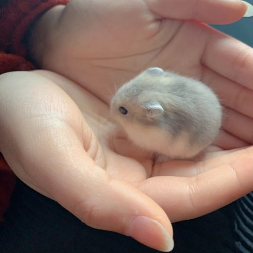 小仓鼠家养宠物活体布丁奶茶