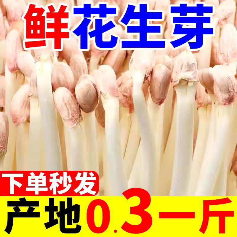 【产地】现摘花生芽苗菜新鲜花生豆芽食用花生苗芽菜饭店商用食材