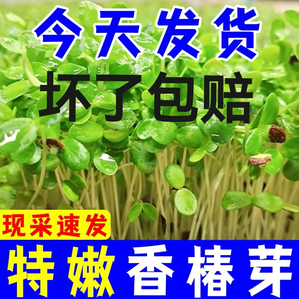 现采新鲜香椿芽苗菜香椿现采新鲜