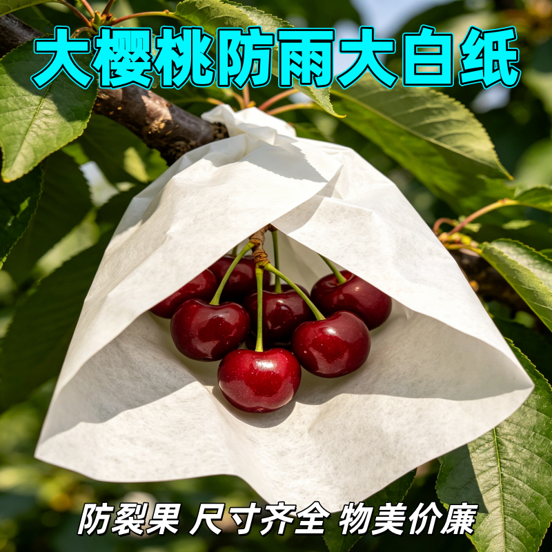 大樱桃专用大白纸套袋车厘子树专用加厚蜡烟台种植包防虫鸟雨裂果