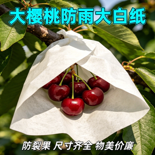 大樱桃专用大白纸套袋车厘子树专用加厚蜡烟台种植包防虫鸟雨裂果