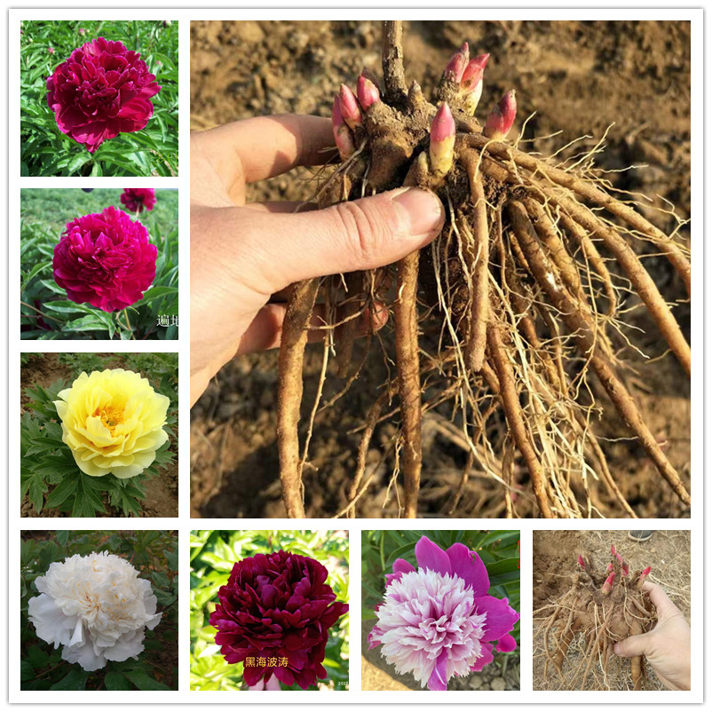 菏泽观赏芍药花千层芍药花苗芍药苗五个芽观赏芍药花苗对版发货