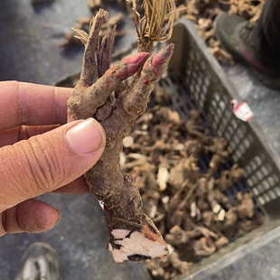 菏泽白芍苗白芍芽苗白芍芽块白芍花芍药花芍药苗