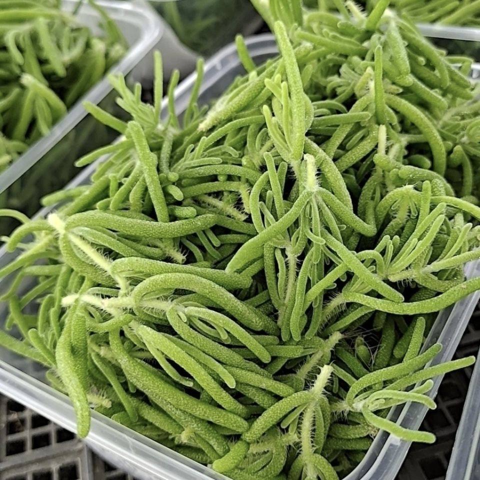 远东春生鲜 新鲜蔬菜 冰山美人 冰草 京津冀满68包邮顺丰