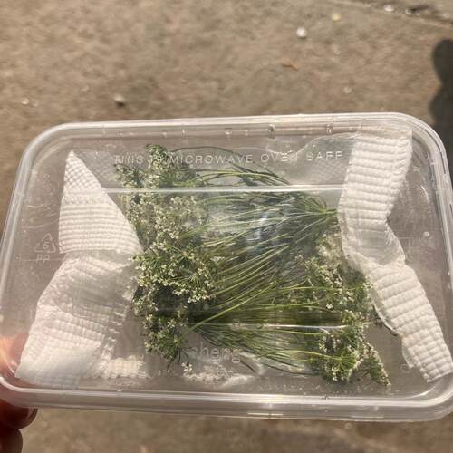 远东春生鲜蕾丝花摆盘装饰