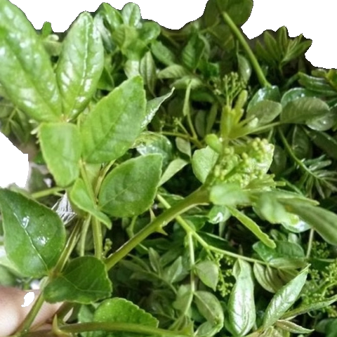 满68包邮顺丰新鲜野菜蔬菜花椒芽