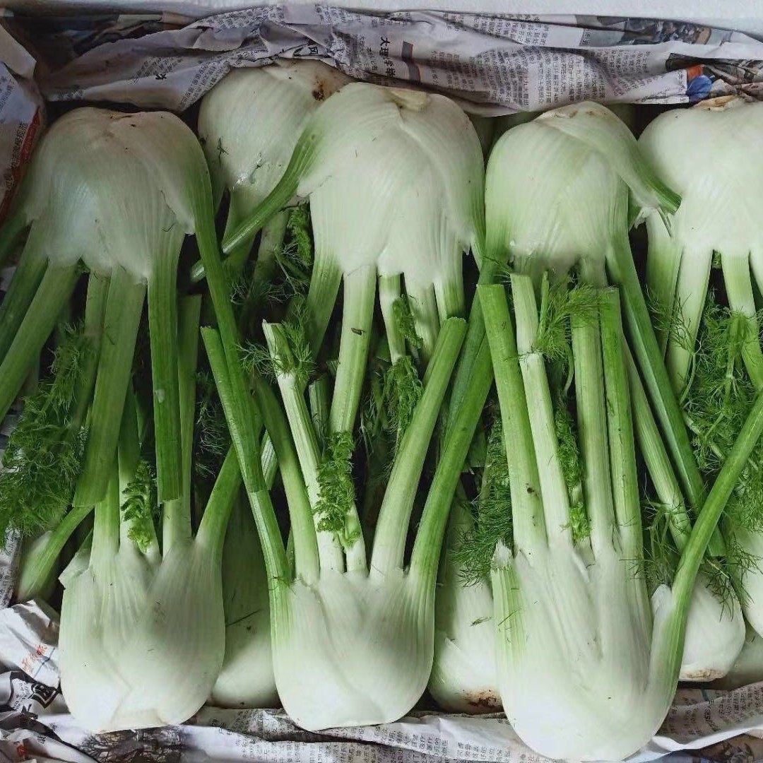 远东春生鲜 新鲜蔬菜 茴香球 400g 京津冀满68包邮