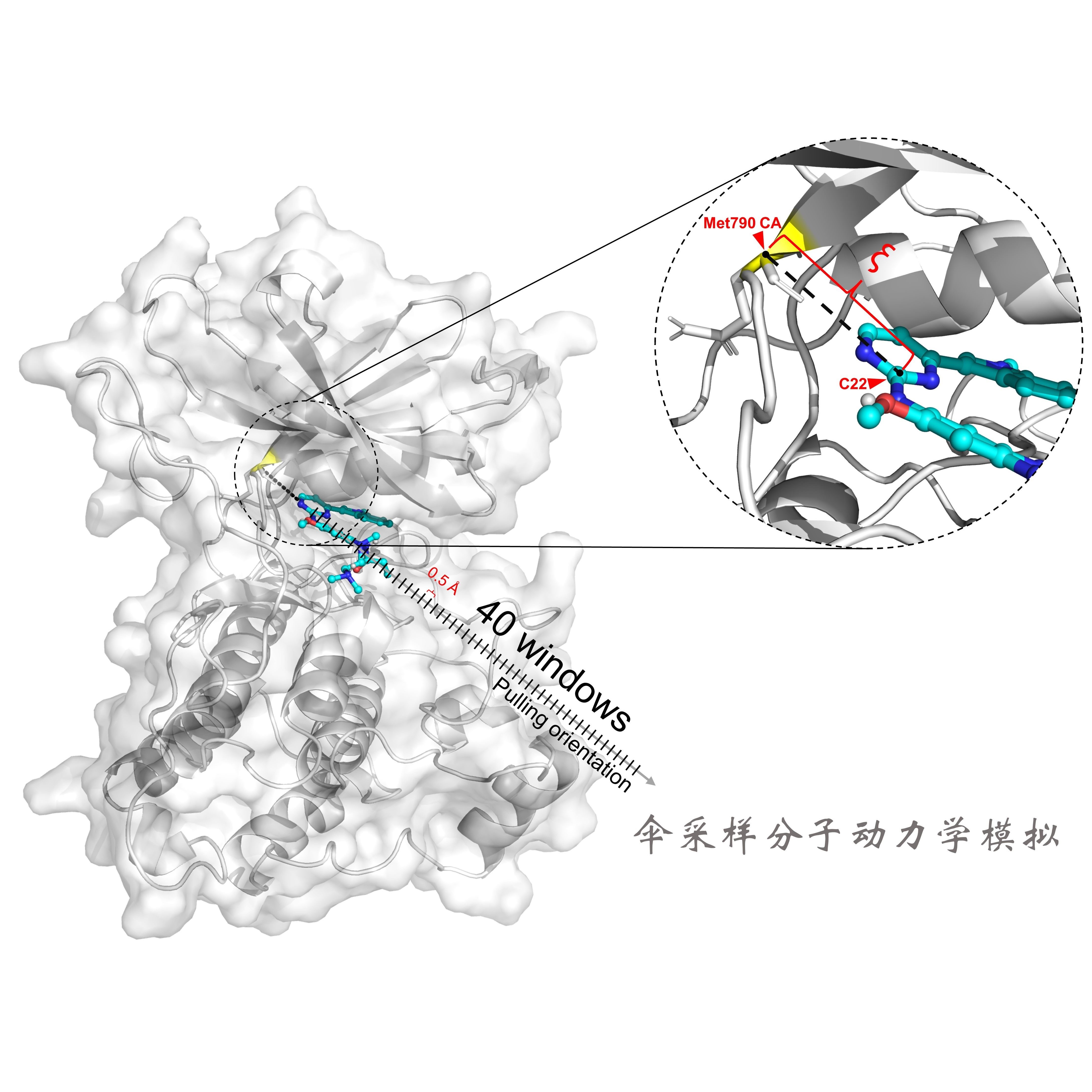 分子动力学模拟/结合稳定性分析/结合自由能计算/突变分析