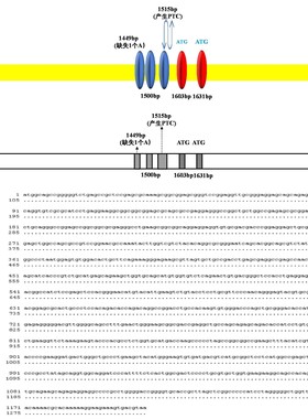 生信分析服务单细胞分析TCGA GEO公共数据库挖掘分子对接基因分析