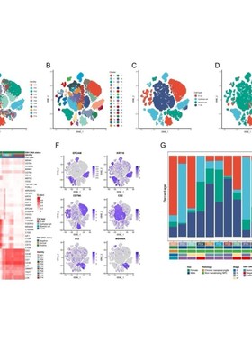 单细胞测序分析 单细胞转录组 infercnv转录因子分析 GSVA SCENIC